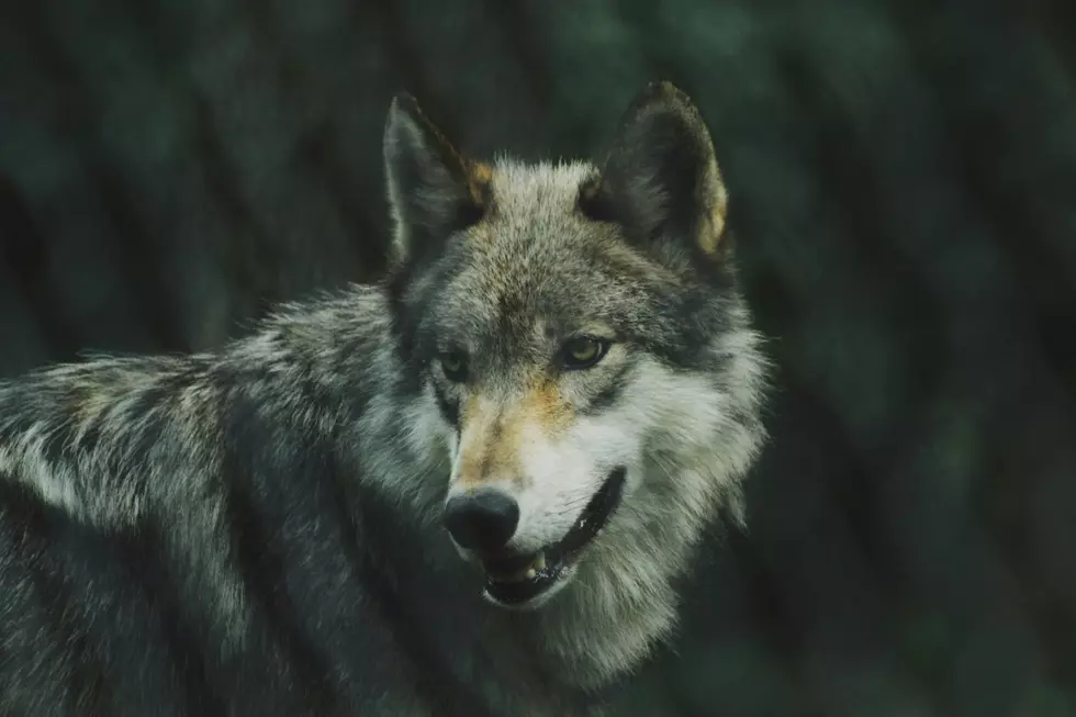 Body of Gray Wolf Discovered in Eastern Iowa