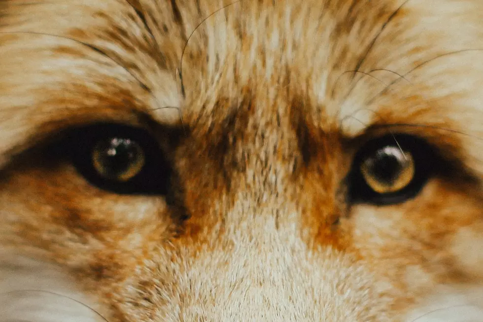 16 States Allow You To Own This Pet, Is Iowa One Of Them?