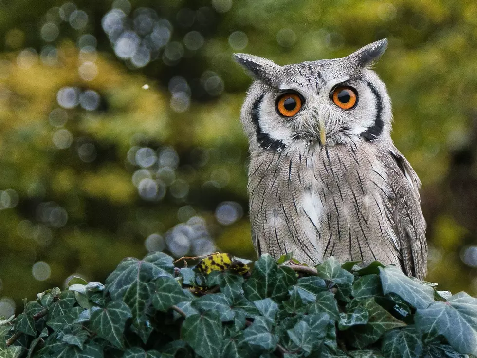 Baby Owl Saved By Two Iowa Heroes [PHOTOS]