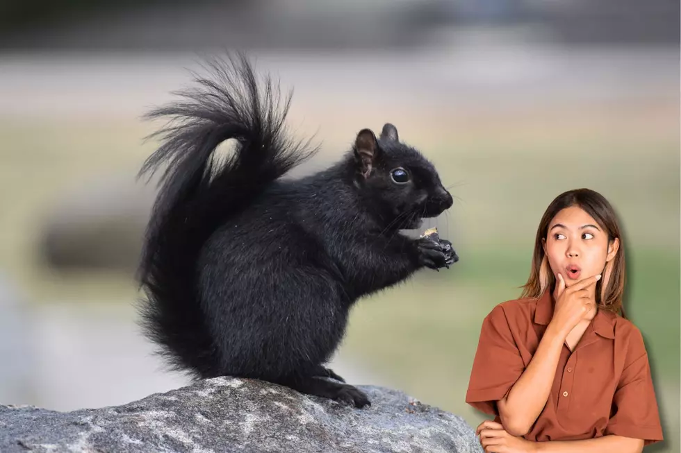 The Truth About Iowa’s Mysterious Black Squirrels
